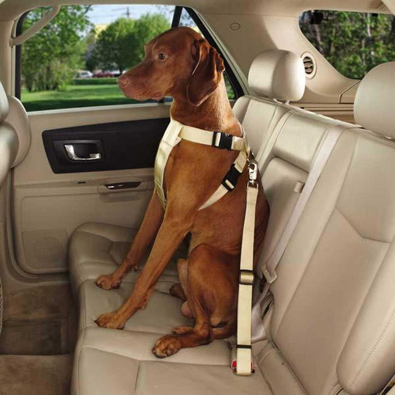 Cinturón de coche para perros ejemplo 1
